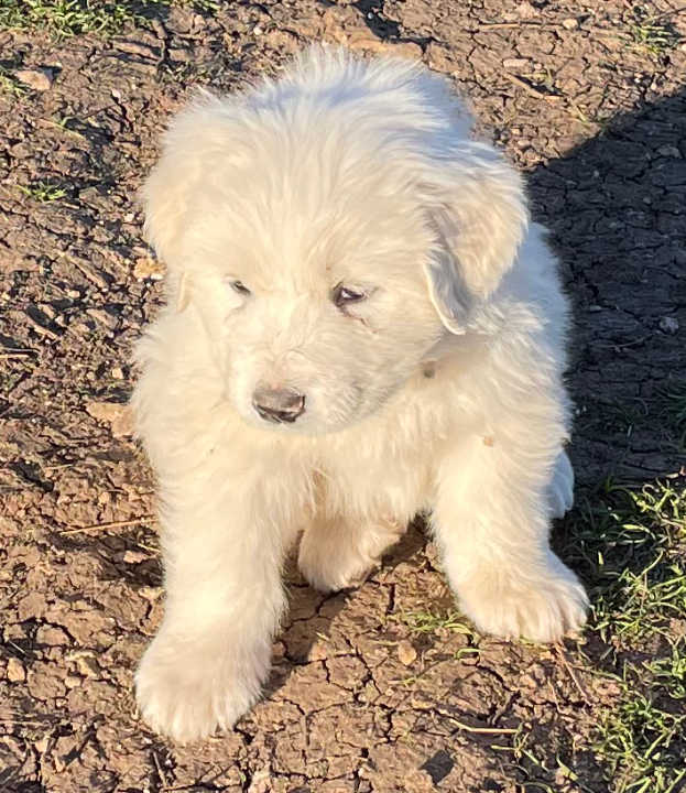 Great Pyrenees Puppies